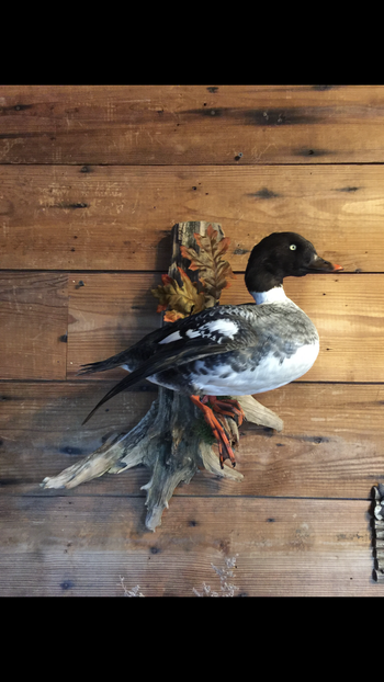 Female Goldeneye
