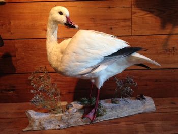 Snow Goose Standing
