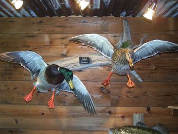 Mallard Pair
