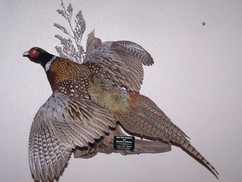 Pheasant w/ Wall Habitat
