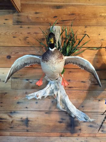 Mallard Cupped
