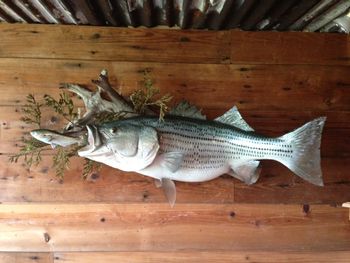 19 lb. Striper Replica
