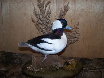 Bufflehead Drake w/ Front Foot Out
