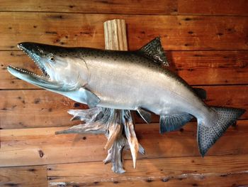King Salmon Replica
