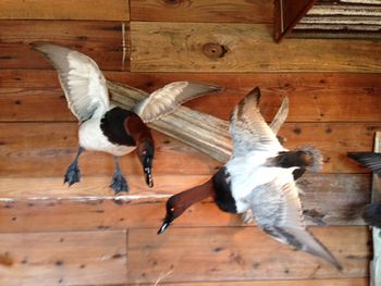 Pair of Drake Canvasbacks
