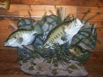 White Crappie Replica, Largemouth Bass Replica and Bream Replica in a Scene
