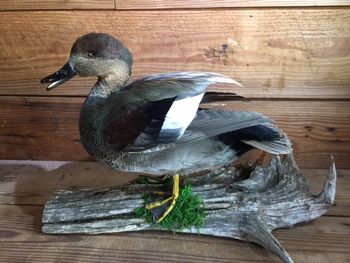 Open Mouth Gadwall
