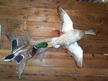 Pair of Mallards Flying
