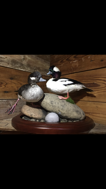 Bufflehead Pair
