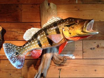 31" Peacock Bass
