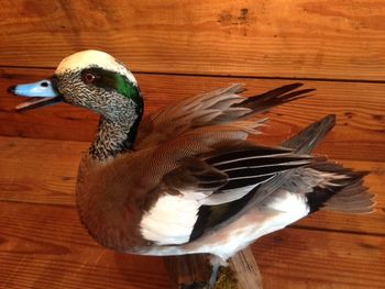 Widgeon Drake
