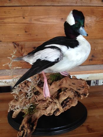 Bufflehead Drake
