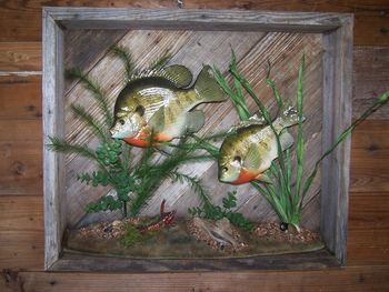 2 Bream Replica  Scene w/Crawdad in a Barnwood Box

