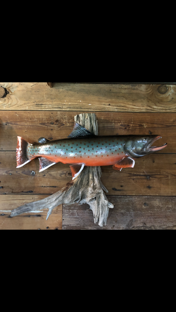 Dolly Varden
