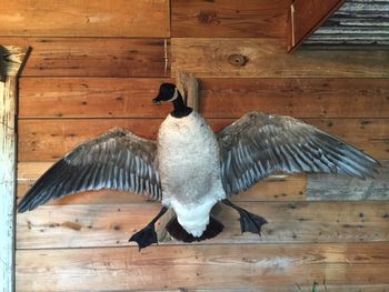 Greater Canadian Goose
