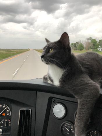 This is Emmy, she's a fantastic co-driver.
