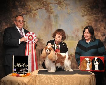 "Julia" Multi BISS American CH & Canadian CH Bonitos Companeros Uhura breed by Marcus Kirschbaum & Klaus Vorderstrasse
