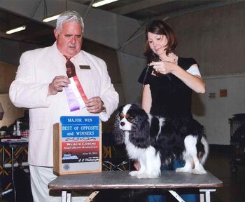 Kingbridge Just One Look won a 3 point major under Judge David Kirkland, June 2014
