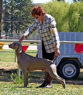 Aust Ch / Dual Ch (T) Waldwiese Quintessential T.D TDX
