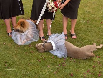 Baci and Faith on Claire's wedding day.
