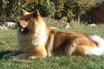 AUSTRALIAN CHAMPION Suthanlites Xmas Edition TINSEL/ BACI Sire: Ch/Can Ch Naku's Front Page News (Imp Can) Dam: Ch/Can Ch Naku's Qu'est Ce C'est (Imp Can) Whelped: 27/12/99 Tinsel" (aka Baci / Mouse) has been a delightful addition to our family and we thank Jon & Cheryl Le Court for giving us the opportunity of introducing this lovely breed into our lives. Tinsel’s wonderful movement and outgoing temperament has won her many friends around the rings. Best Of Breed - 2000 Adelaide & Melbourne Royal Shows Best of Breed – Adelaide 2001, Bitch CC & RUBOB – Melbourne 2001 Multi Open Show BEST EXHIBIT IN GROUP Multi Class In Group and Show Puppy In Show at Spitz Breed Open Show. Multi Championship Show Runner Up Best In Group. Tinsel now spend her days laying around the house with the weimaraners
