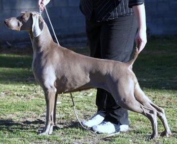 Aust CH / Dual Ch (T) Waldwiese Reason Tbelieve TD, TDX
