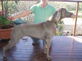 This is Greta who is Wasabi &Uoga's sister. Greta lives in Qld with her owner Andrew and we look farward to sheeing her in the show ring soon. Good luck Andrew.
