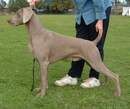 Aust Ch Aceweis Without A Doubt
