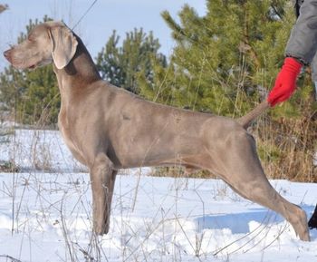 BIS Multi Ch Waldwiese Willy Good Dog
