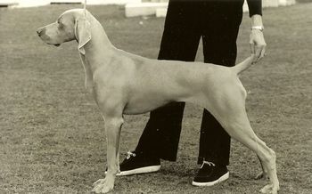 Champion Waldwiese Classic S: Ch Monroes Zebedee (Imp UK) D: Ch Greywood Silver Glory CD SHEENA 'Sheena' proved to be not only a wonderful companion but also an outstanding brood bitch. She was the dam of: Ch Waldwiese Dimity Waldwiese Desert Fox CD CDX UD Ch Waldwiese Dior Ch Waldwiese Earl Grey CD CDX ET Ch Waldwiese Evita Waldwiese Ferne CD CDX Dual Ch /Obedience Champion Waldwiese Ginja Jones CD CDX TD TDX UD ET Obedience Ch Waldwiese Gypsey Rose
