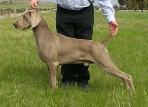 Aust Dual Ch (T) Amberys Dfndr O Humnkind T.D.X
