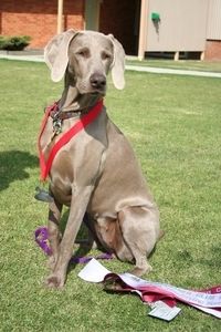 Dual Ch (T) Greydove Uptown Girl TDX , CCD
