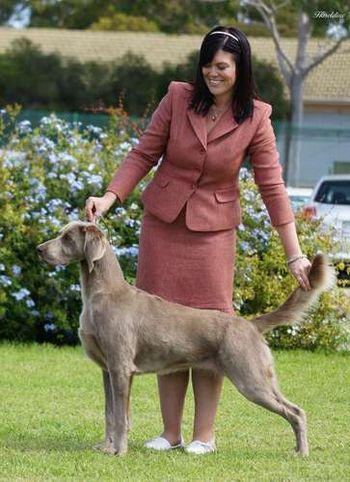 Aust Ch Waldwiese Y Would You
