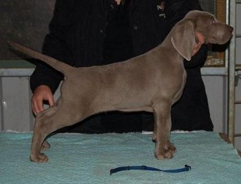 8 wks
