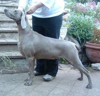 6 wks preg and looking it
