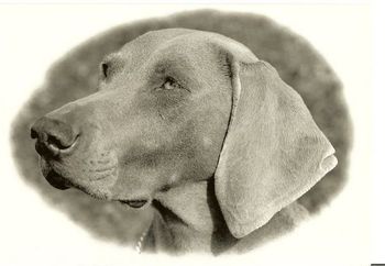 AUSTRALIAN CHAMPION Greywood Silver Glory CD HEIDI S: Ch Riverdirve Sandrock Rex CD D: Susilau Pearl Wh: 1976 'Heidi' was my introduction to this wonderful breed, to showing, obedience and dog breeding. In 1980 she made history by being the first Weimaraner in SA to win the coveted 'BEST EXHIBIT IN SHOW' back in the days when show entries usually exceeded 1000 entries and a Weimaraner winning major awards was a rare occurrence. "Heidi" was a wonderful family dog and on one occasion alerted me that 14 month old Claire was convulsing in the bedroom. She was the dam of 3 litters from which came 4 champions (including Ch Waldwiese Bianka - Best Of Breed Melbourne Royal winner) and several obedience titled off-spring. Thank You Heidi - without you there would be no Waldwiese.
