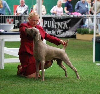 MULTI BIS/ BISS Aust Ch Greydove Ultimate Diva
