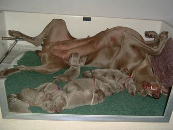 Faith and her babies
