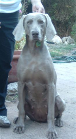 showing her preg belly
