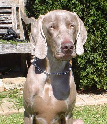 'Mo' Quinn (Joker X Grayce)
