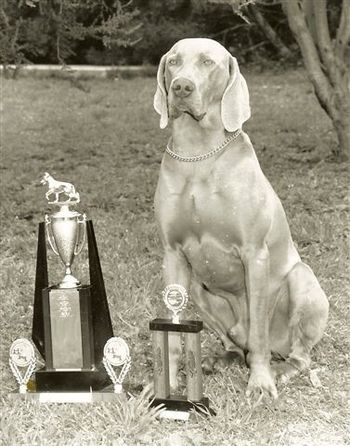 AUSTRALIAN CHAMPION Waldwiese Earl Grey CDX ET GREY 20/04/1986 - 18/04/2000 Sire: Ch Bromhund Waldemer CD Dam: Ch Waldwiese Classic A wonderful gentleman Forever young in our hearts 'Grey' was a big, imposing dog of great dignity. He was a great mate and lived a long and happy life with his 'girls'. He gave me many happy memories - especially his escapades in the obedience ring. He loved baby puppies and it was in memory of him that we named 'Grayce' who was born 5 days before 'Grey' left us after suffering a stroke just days short of his 14th birthday.
