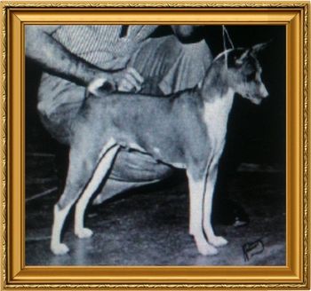 BIS CH Dainty Dancer or Glenairley (1st Basenji BIS Winner in the US)

