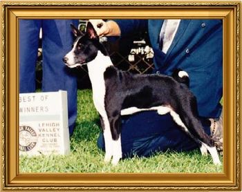 BIS CH Bluestone's Wild Buckwheat (1st Black/White to go BIS)
