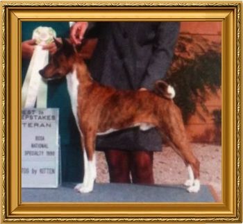 BIS CH Changa's Dan Patch JC SDHR (1st Brindle/White to go BIS)
