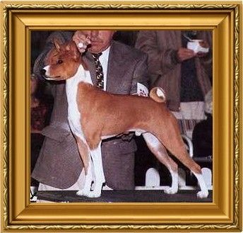 MBIS/MBISS CH Reveille Boutonniere SDHR
