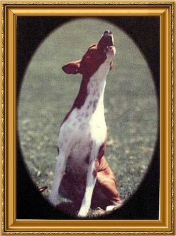 BIS Ch Sukari Raider of The Lost Bark CD, JC, Fch

