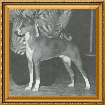 BIS CH Pero's Krugerrand
