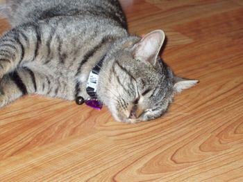 Delilah snoozing
