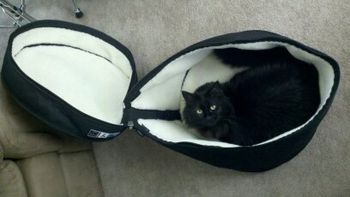 Duke found a new bed
