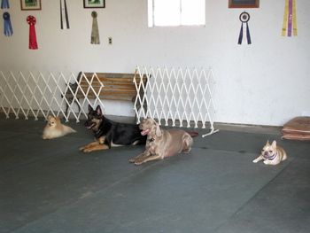 Down Stays in competition obedience 2010

